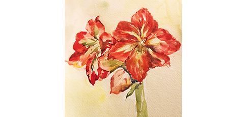 Red Tulip