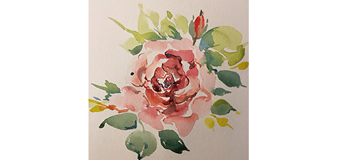 Pink Rose
